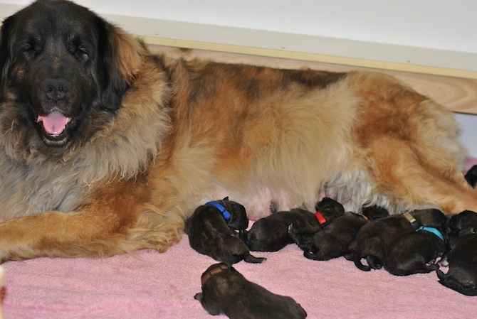 Des Diablotines Du Clomont - Leonberger - Portée née le 04/03/2014