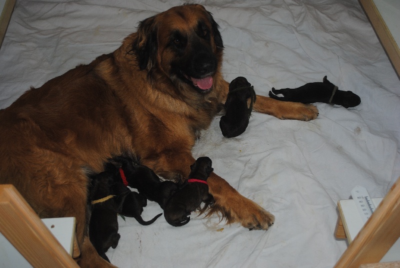 Des Diablotines Du Clomont - Leonberger - Portée née le 22/08/2012